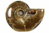 Red Flash Ammonite Fossil - Madagascar #187271-1